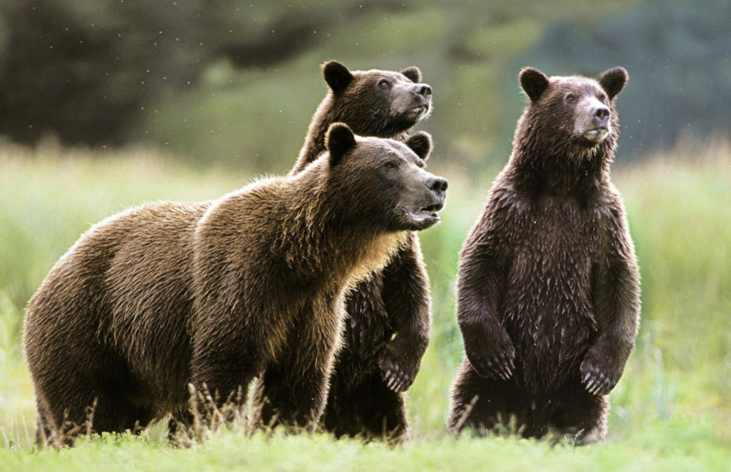 Logo for The Grizzlies